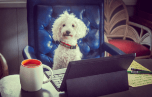 Fluffy white dog in office chair, looking at tablet